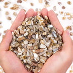 Small Natural Crushed Shells For Crafts About 2LB 900g 31.74oz DIY Bea