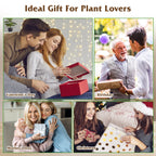 1Pc Plant Terrarium Propagation Station With 3 Heart Shaped Vases Wood