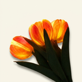 Tulip Lamp - LED Replica Tulip Table Lamp With Flower Vase For Desktop on a warm cream background